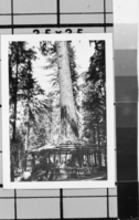 Big Trees Lodge pre-1923. Photo donated by Audrey Harris. See also Y.N.P. Co. binders 1923.