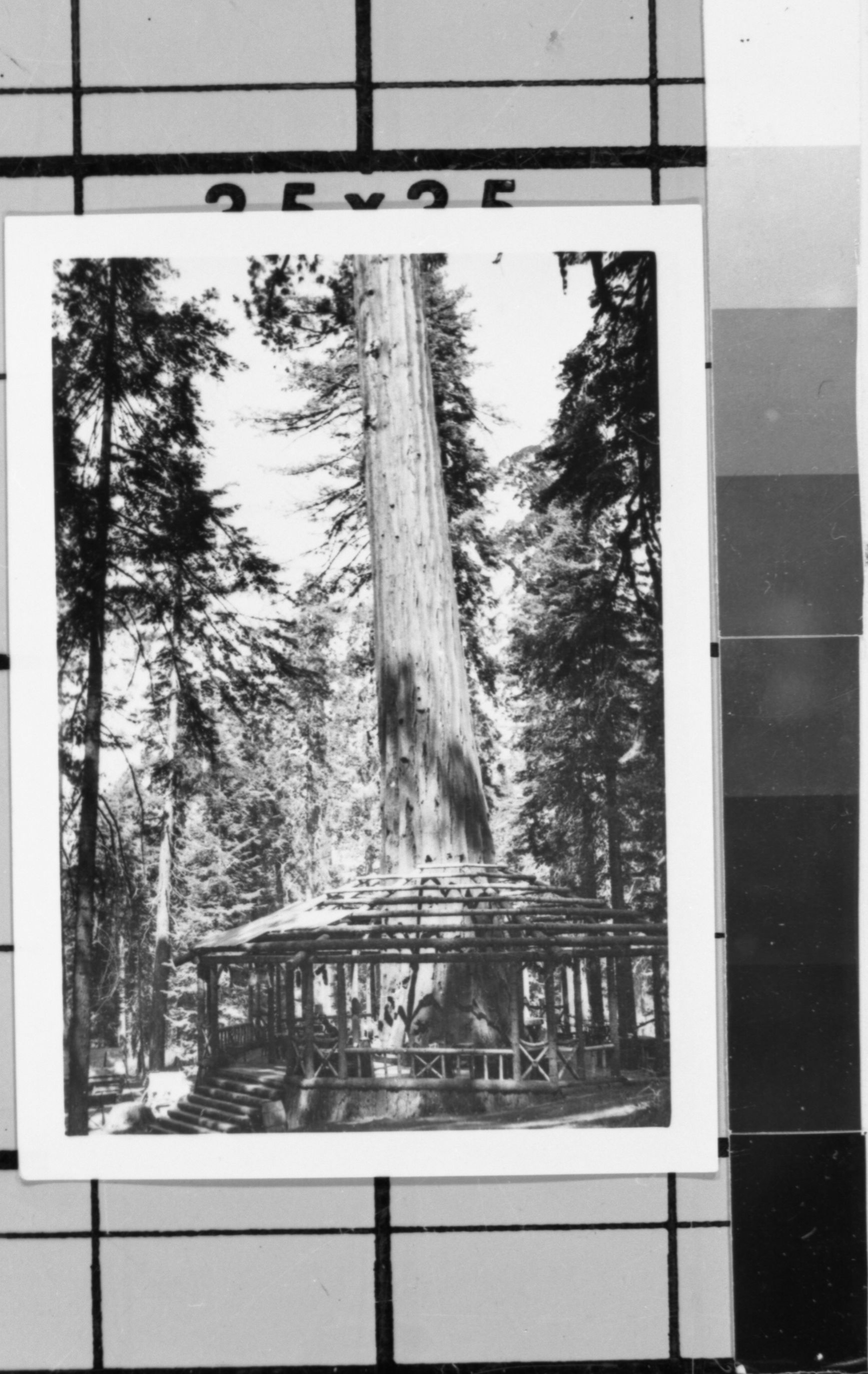 Big Trees Lodge pre-1923. Photo donated by Audrey Harris. See also Y.N.P. Co. binders 1923.