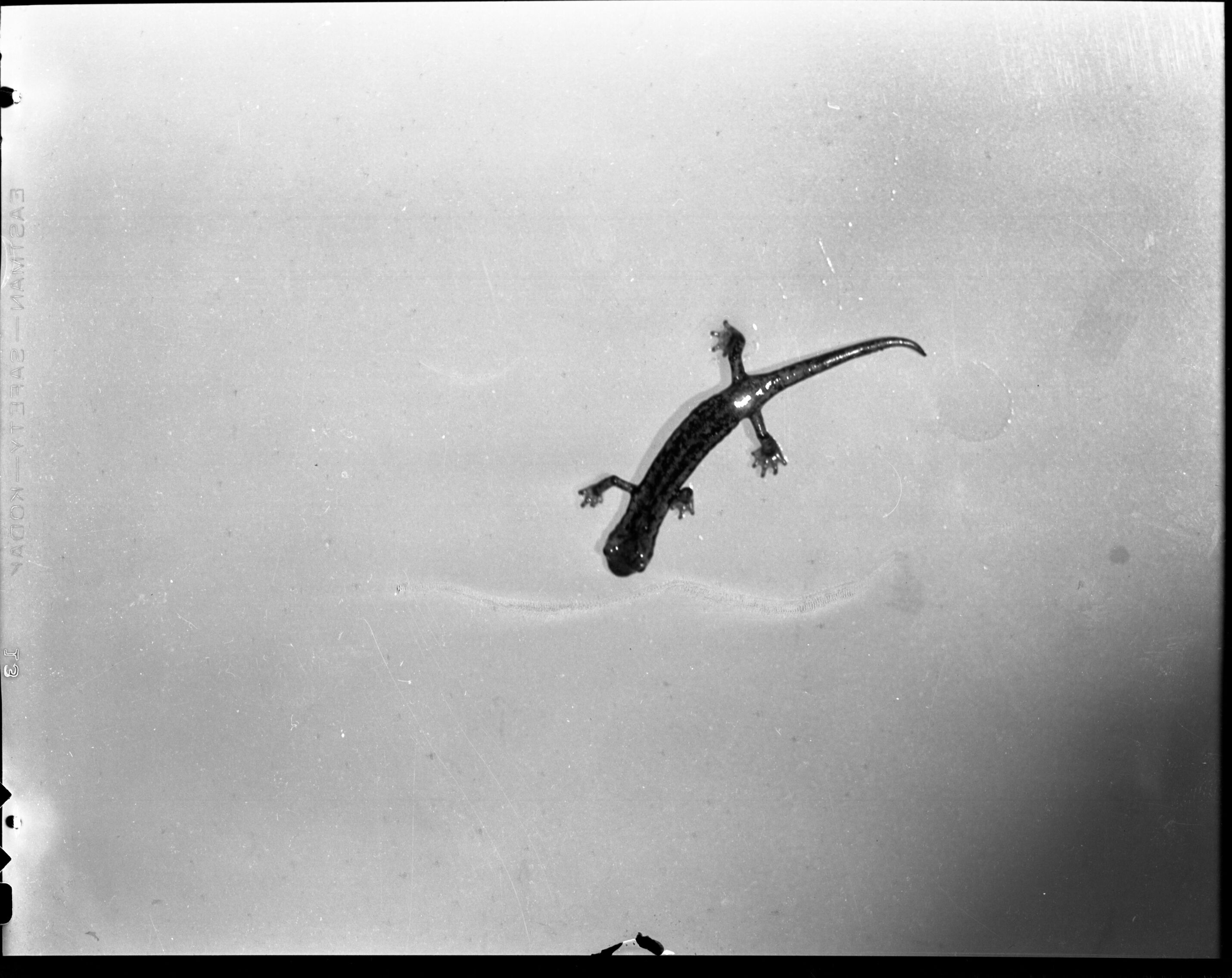 Mt. Lyell Salamander