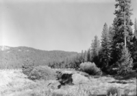 Ditch in Wawona meadow.
