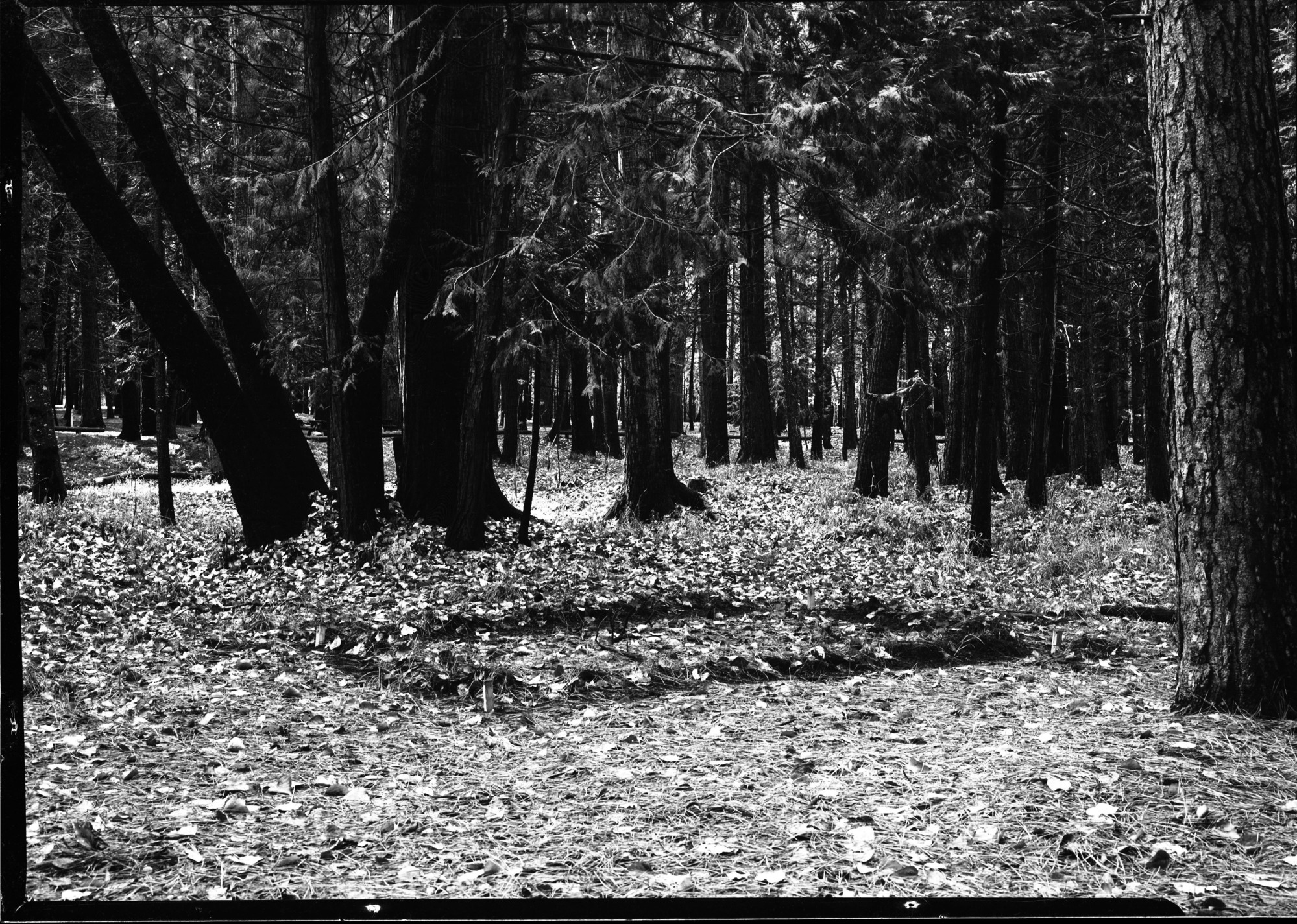 Site of Muir's "Lost cabin" near Tenaya Creek trail bridge (according to Jack Leidig)