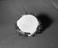 Marie Rozier Collection, Catalog No. 66. Object: Miwok decorated basket. Dimensions: 10" diameter x 1 1/2" height. Materials: Grass, split shoots, wool yarn, quail topknots. Technology: Single rod, rightward coil direction, fag ends trimmed on work face, moving ends trimmed on interior, interlocking stitch, clockspring start. Collection History: Once the property of Carmelita Ralph, sister of Mrs. Fuentes. Acquired from Dottie McDow. Photographed by Michael Dixon in December 1982. Catalogued by Craig Bates and Barbara Beroza. Yosemite Collections, National Park Service.