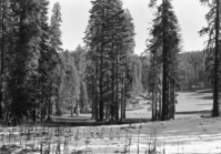 Badger Pass Ski House through cleared vistas.
