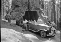 Congressman Taylor & family at the Wawona Tree.