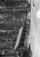 Big Trees Lodge with early bus.