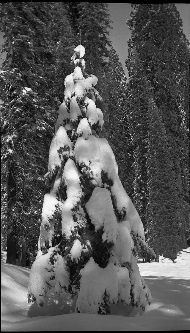 Sequoia National Park