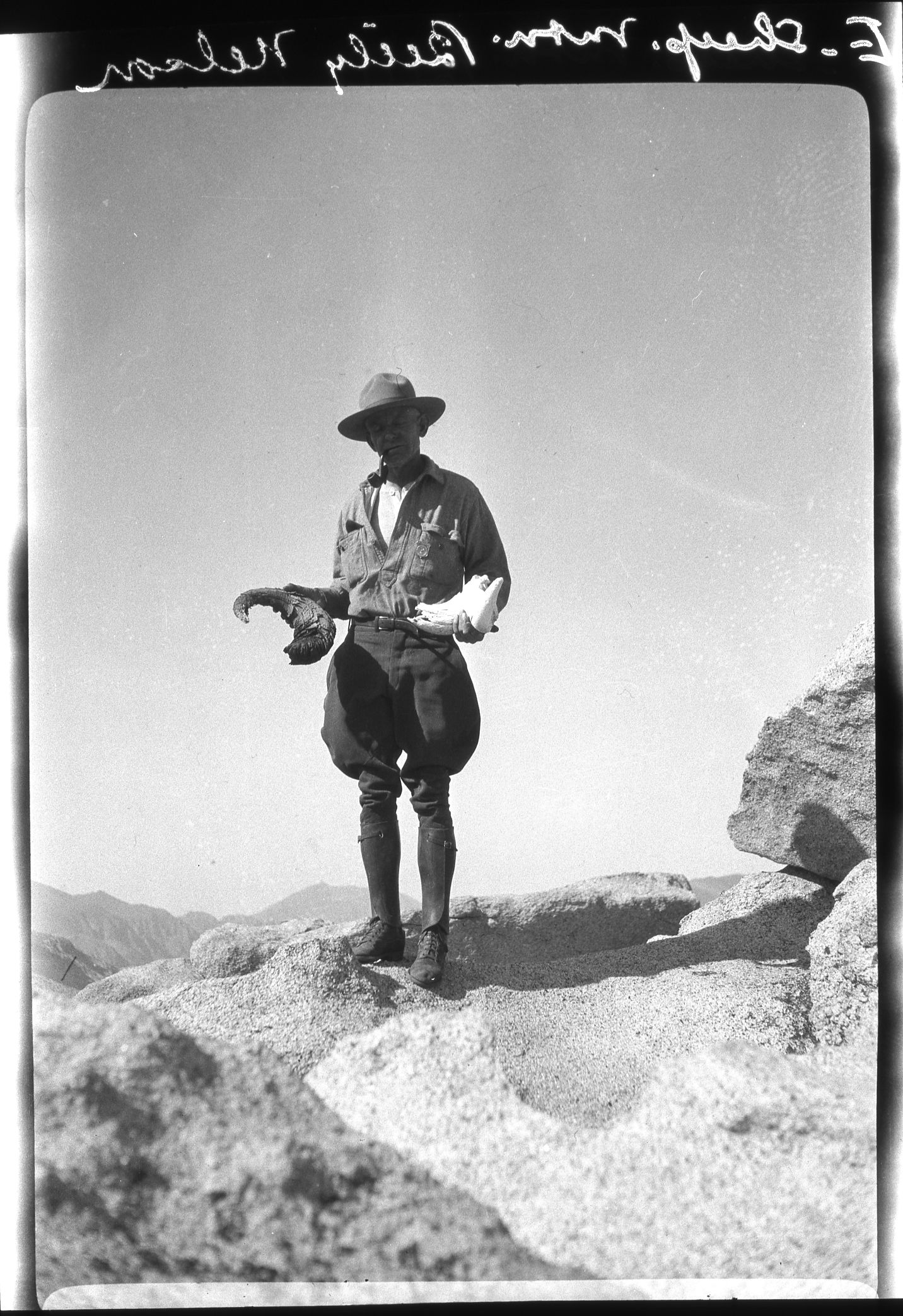 Moutain Sheep horn found by Ranger Billy Nelson on White Mountain.