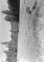 McGurk Meadow after a year's rest from grazing.