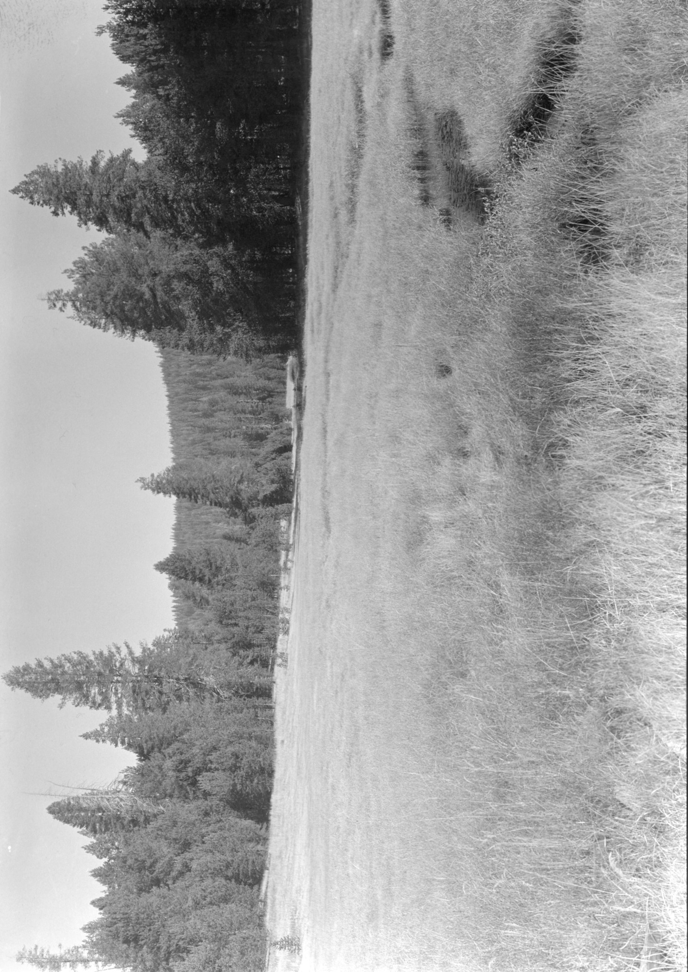 McGurk Meadow after a year's rest from grazing.