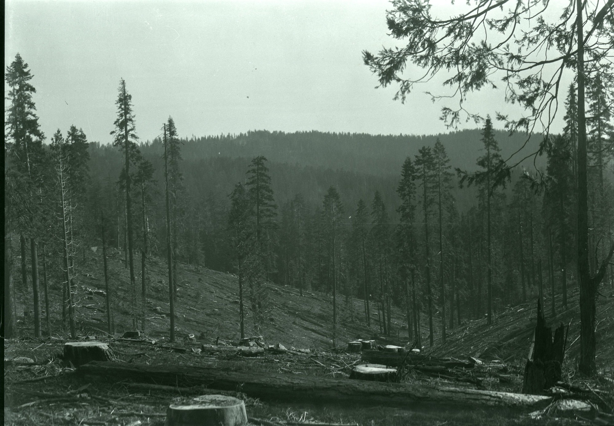 Yosemite Lumber Co. cut over lands, trees shown are fire & contain no merchantable timber. Fire burned over slashings after logging operations.