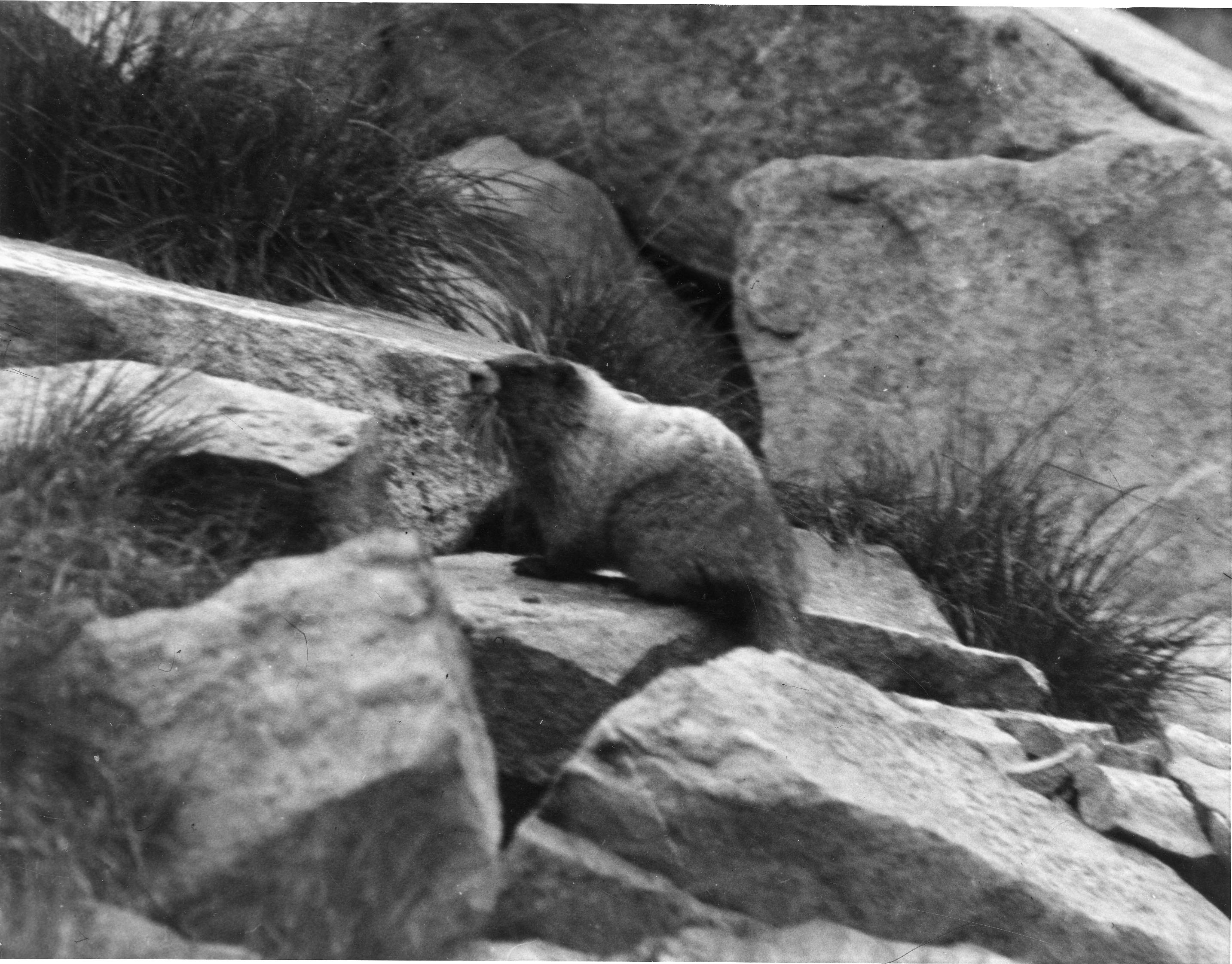 Mt. Rainier National Park