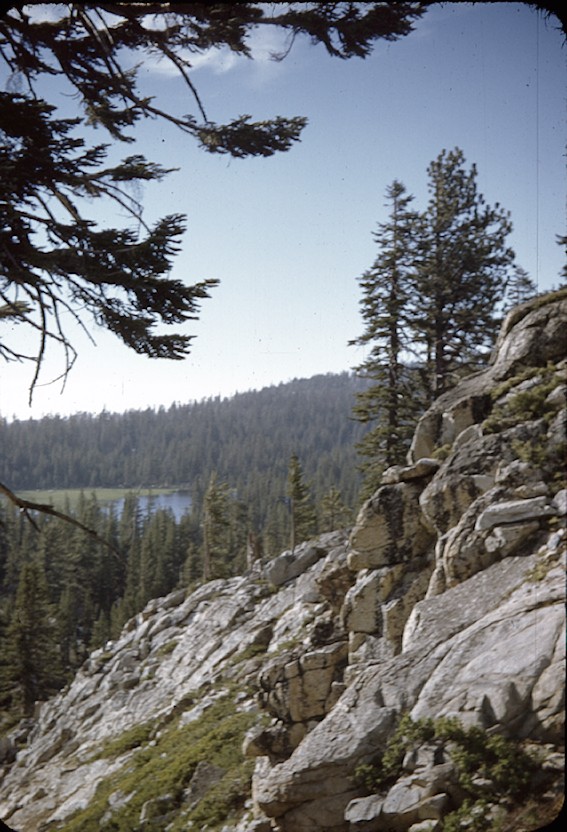 trees on side of rockside