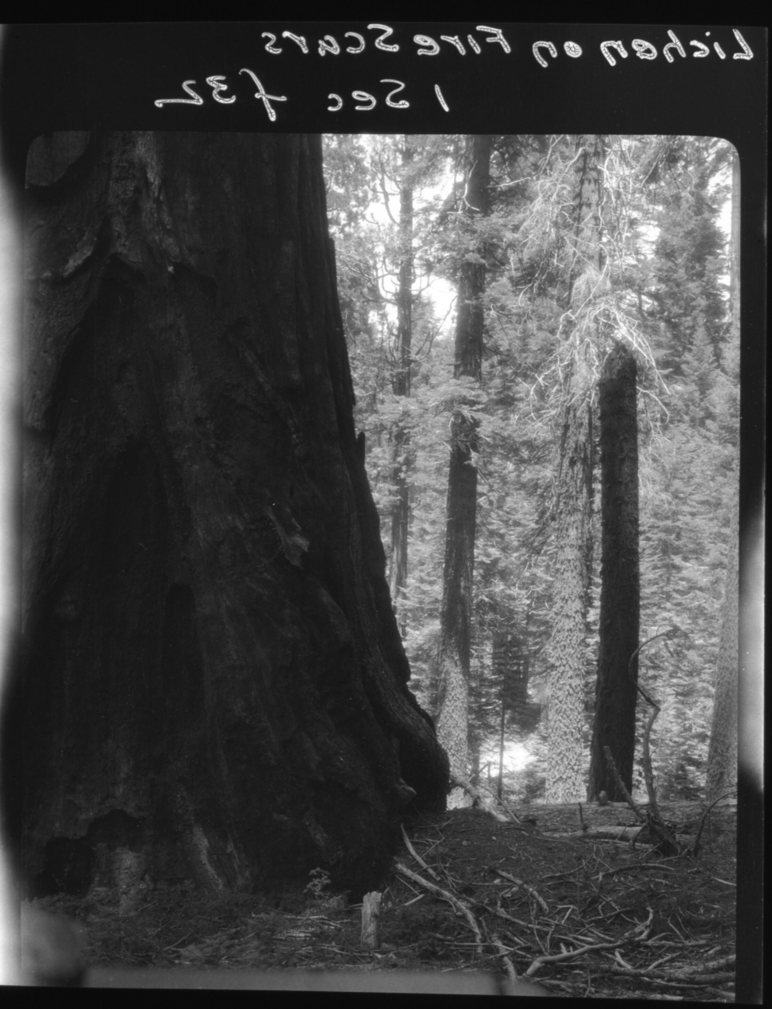 Lichen on fire scars