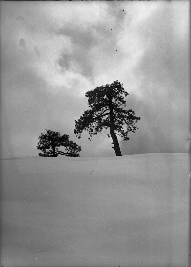 Sequoia National Park