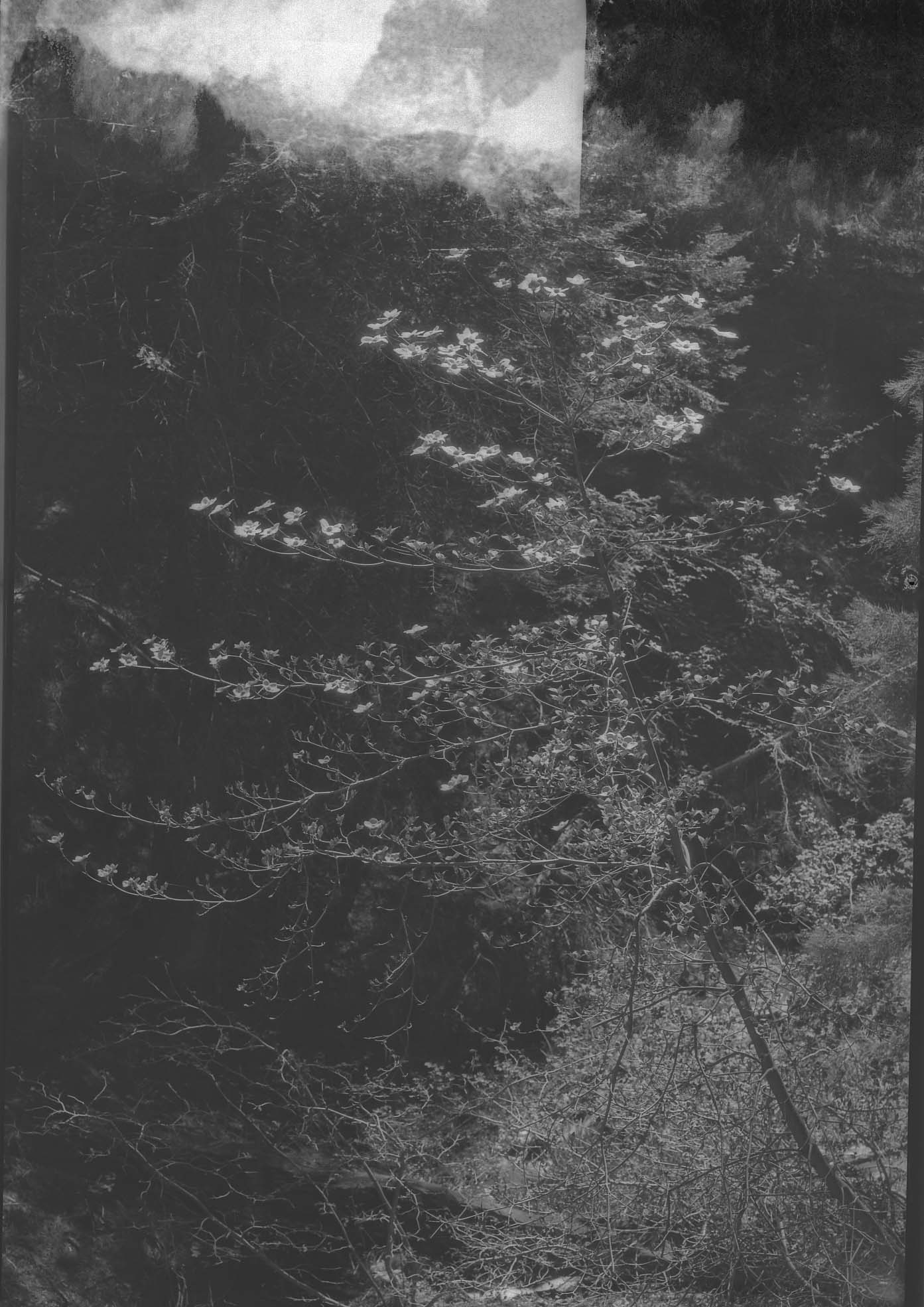 Sequioa National Park