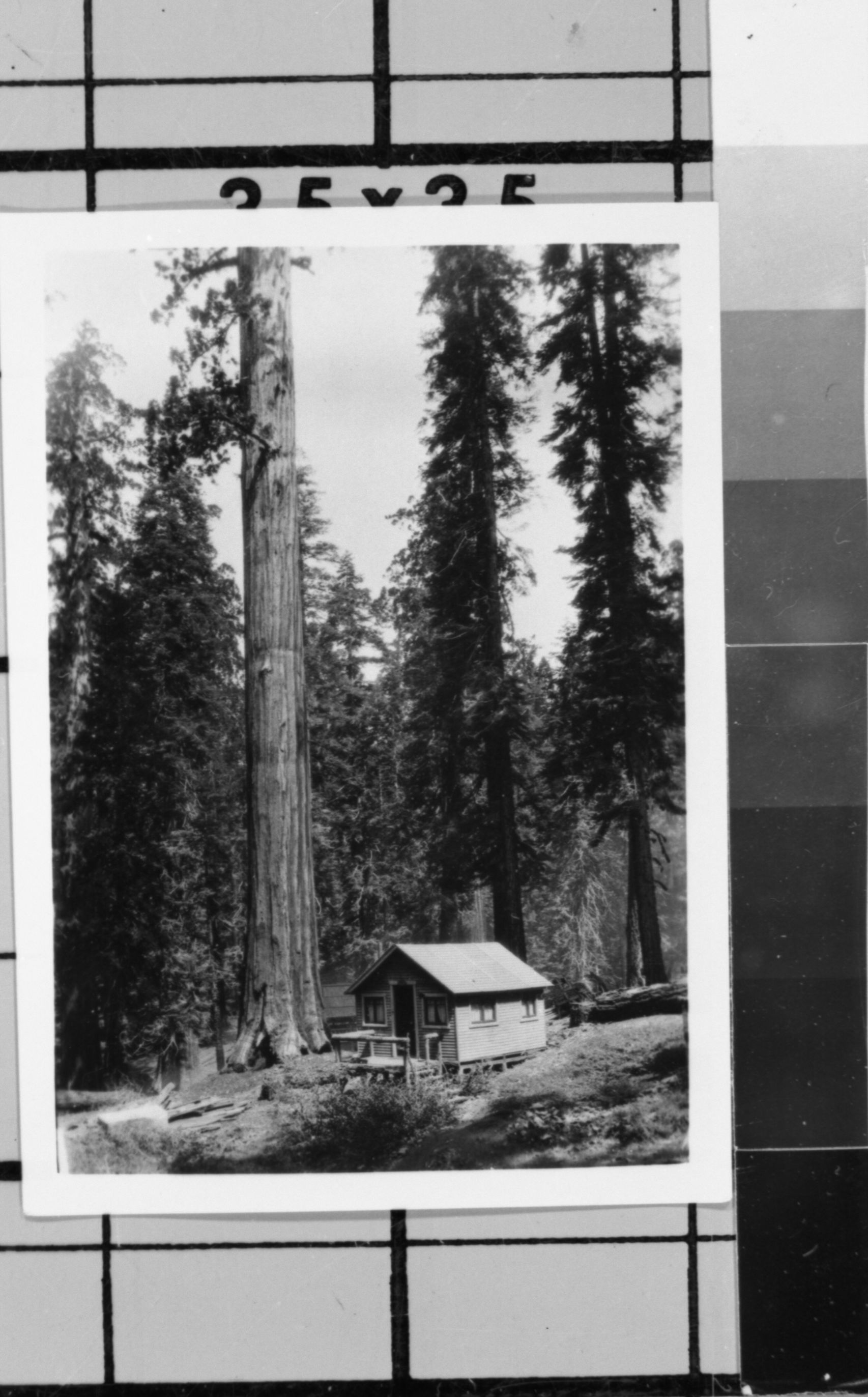 Big Trees Lodge cabin #6. Photo donated by Audrey Harris. See also Y.N.P. Co. binders 1923.
