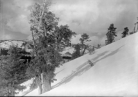 Sierra Juniper on slope of Mt. Watkins
