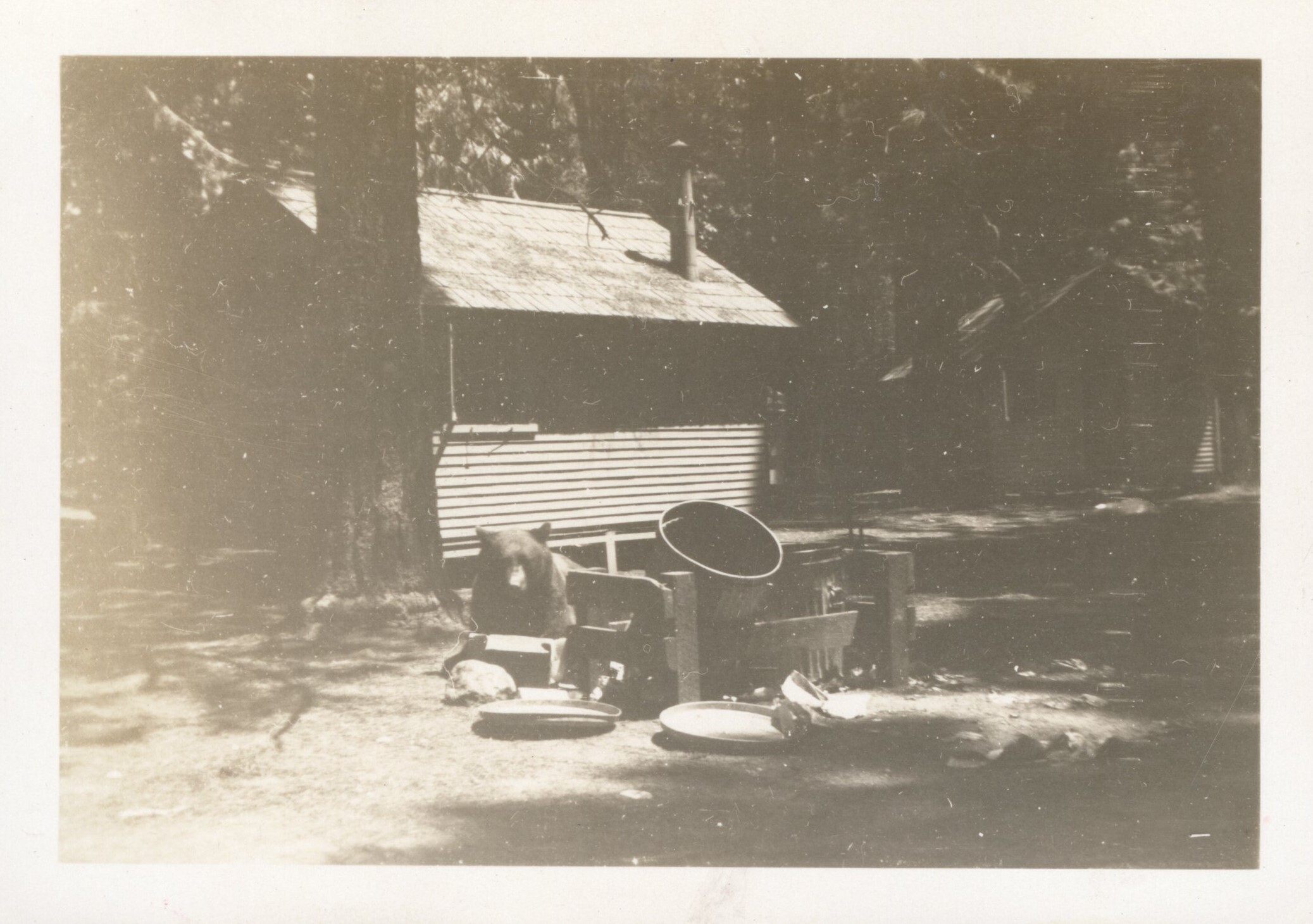 Bear eating out of a trashcan