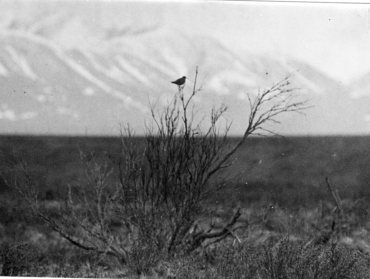 Water bird possibly wandering tatler