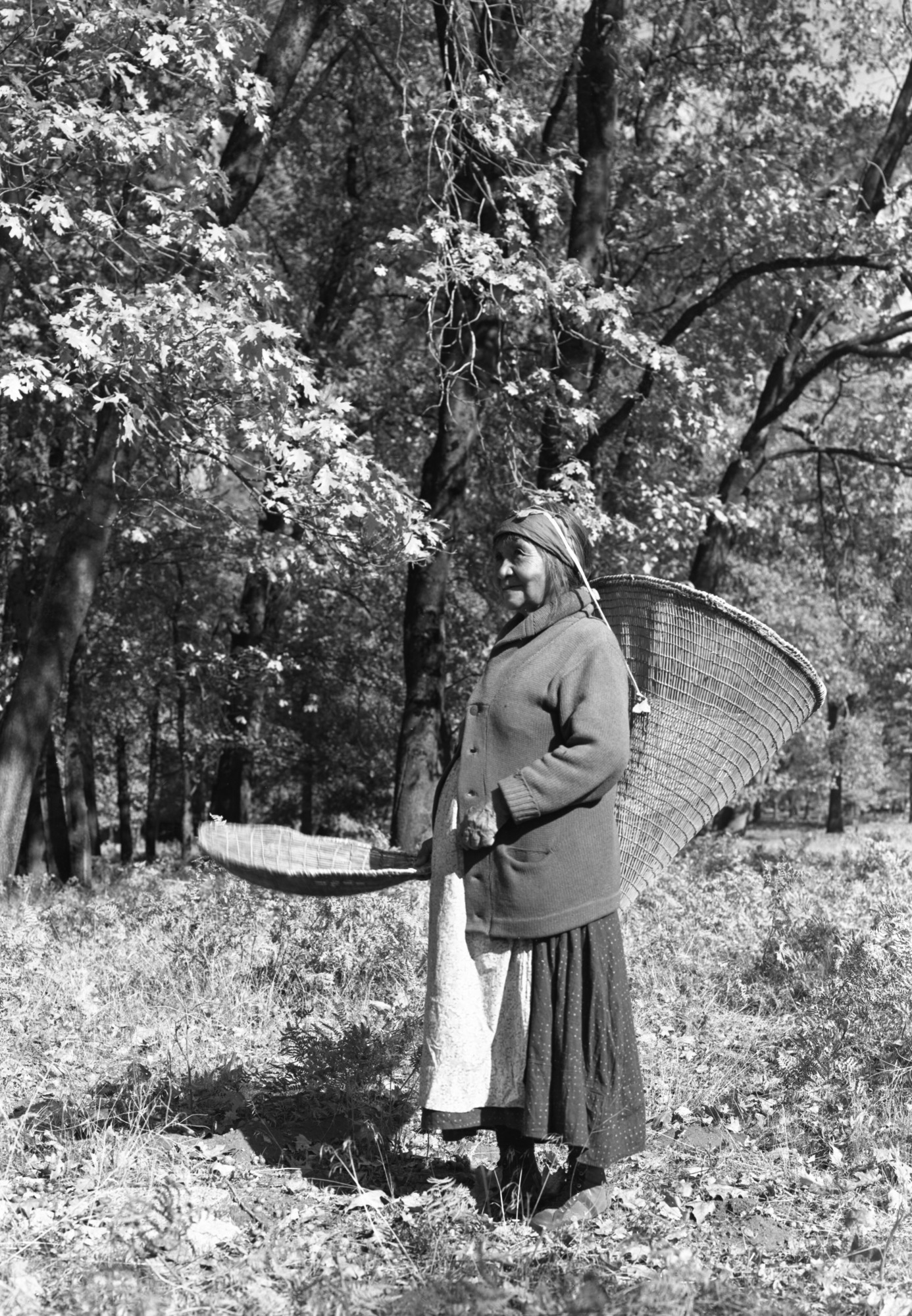 Ta-buce (Maggie Howard) among oaks picking acorns.