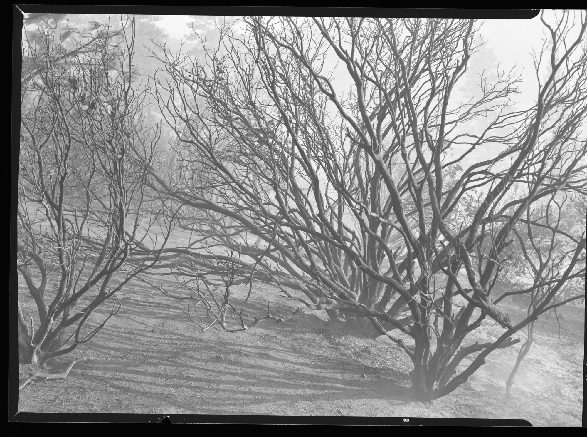 Fire swept manzanita bushes