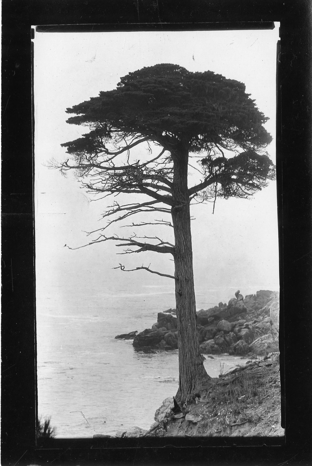 Tree standing alone on rocky shore