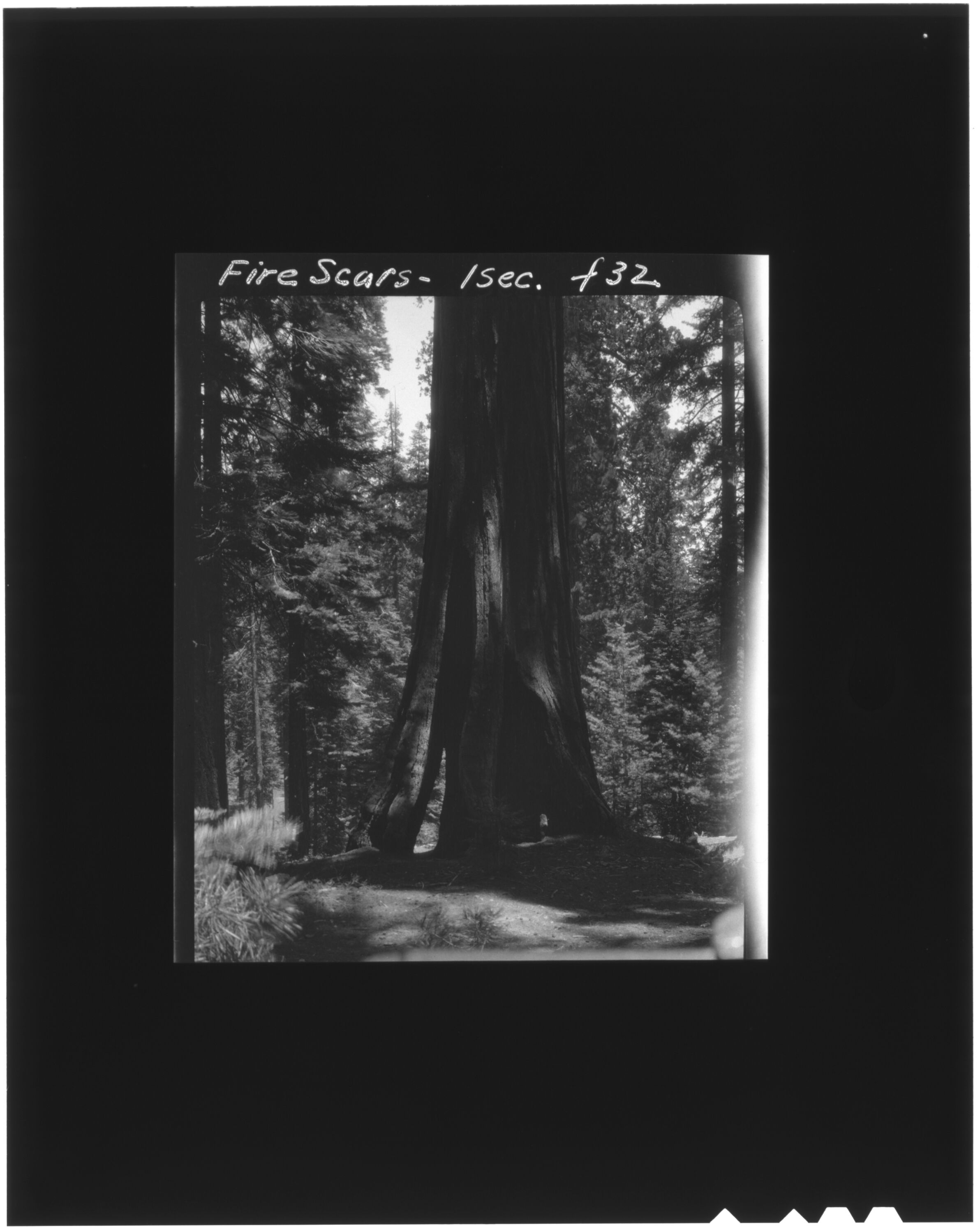 Fire scars in Mariposa Grove