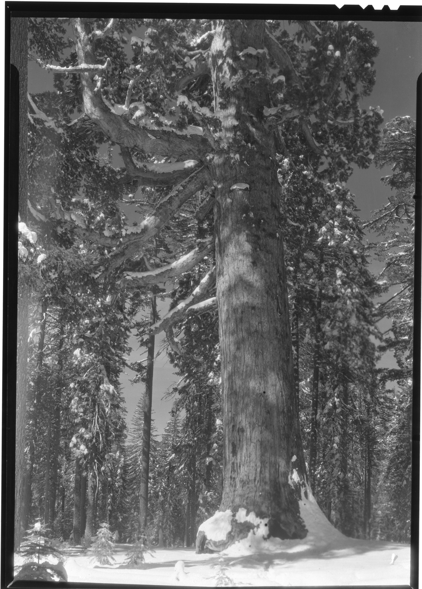 Grizzly Giant in winter