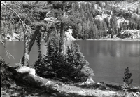 Mountain Hemlocks on shore of Neall Lake.