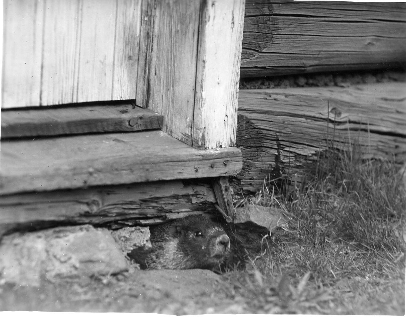 Squirell or Marmot Under House