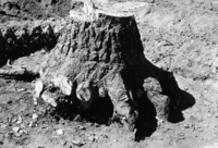 Digging out stumps for construction of apartment building for Y. P. & C. Co.