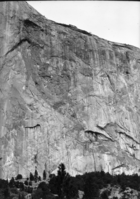 Pine tree on side of El Captain.