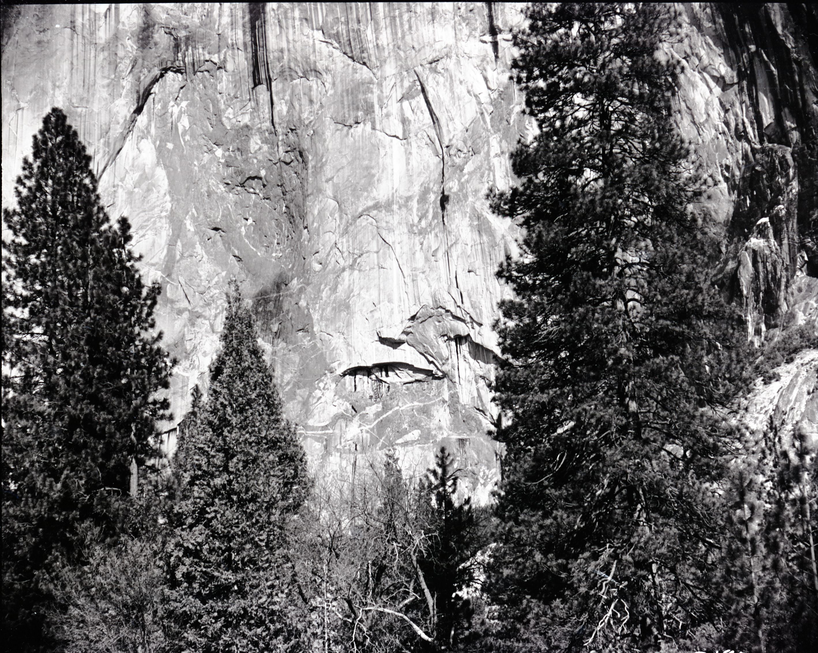 Pine tree on face of cliff. Valley Visitor Center Exhibit 10-8.