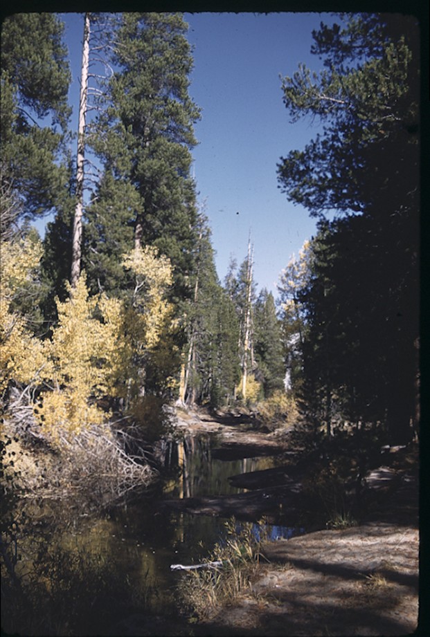 Yosemite Creek near Old Tioga Rd