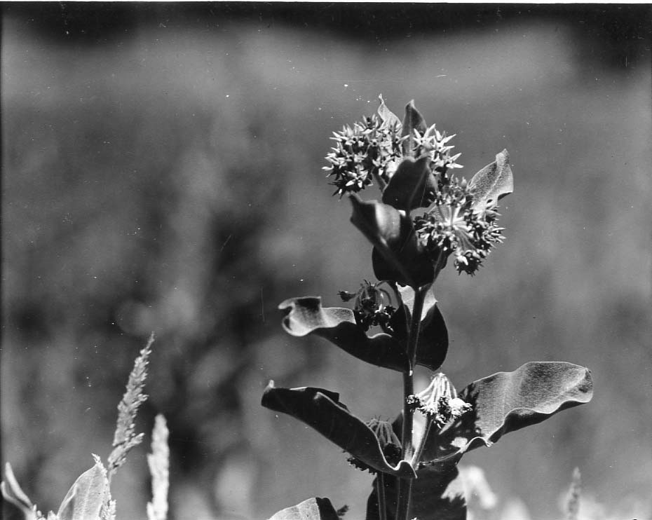 Milkweed