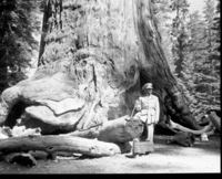 Haile Selassie at the Grizzly Giant.