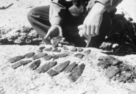 Obsidian knives excavated near Pothole Dome, Tuolumne Meadows. Diggers were William and Mary Hood, Carl Sharsmith & Jack Paxton. See Neg. 1912.