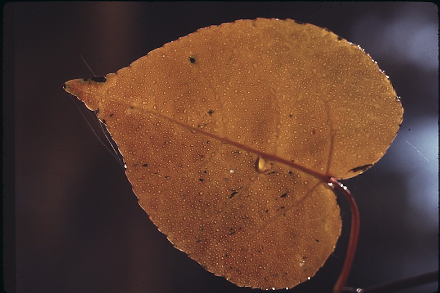 Leaf