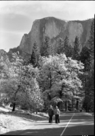 Half Dome, oak, and models in autumn.