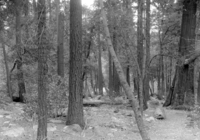 Before cleaning at Happy Isles; note cracked snag