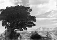 Telephoto of Mt. Conness from the Tioga Road high line survey.