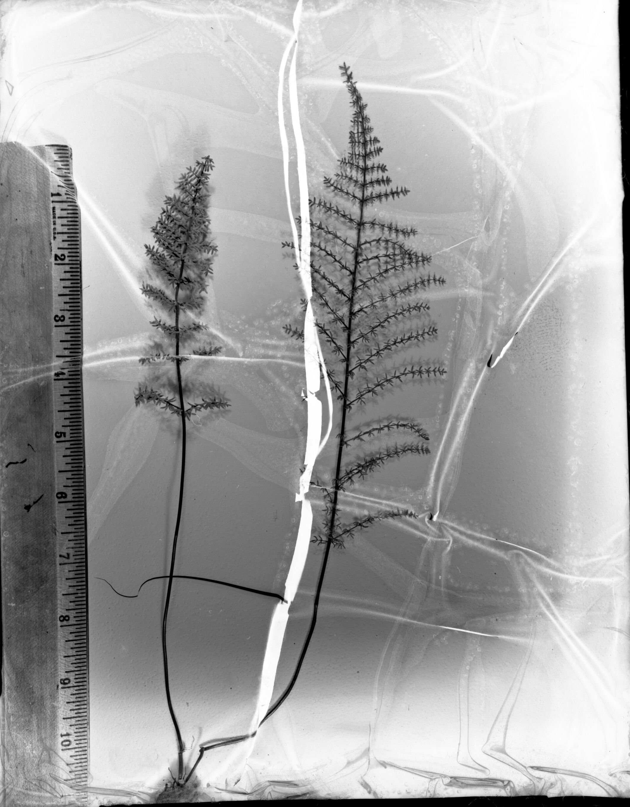 Pellaea Mucronata Var. Mucronata