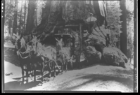 Major Forsythe and family at Wawona Tree. Copied from an old photo of Mr. Sovulewski.