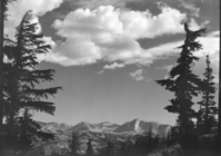 Mountain Hemlocks and Mt. Conness.