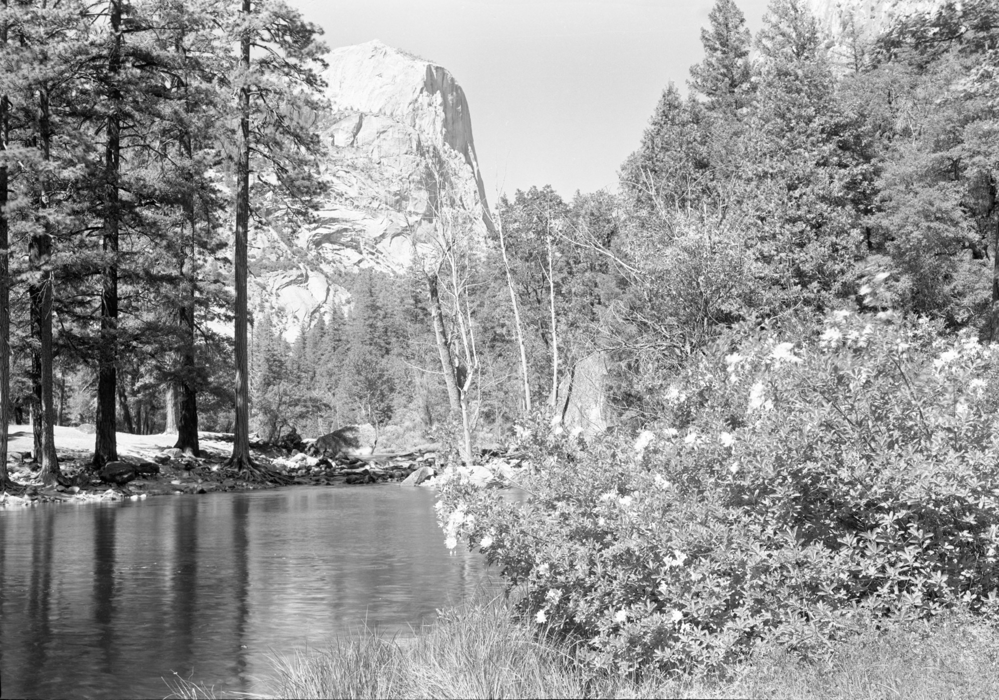 Mt. Watkins & Azaleas