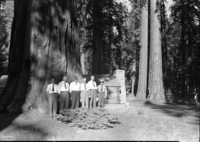 Congressional party in Mariposa Grove. Left to Right: Wm. E Warne, Dir. of Information; Michael Kirwin, M.C. Ohio; Albert E. Carter, M.C. Calif.; Wm. F. Norwell, Arkansas; Ben F. Jensen, Iowa; Supt. Frank A. Kittredge