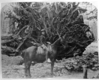 Sgt. Joe Fernandez. Member of the U. S. Cavalry patrol in Mariposa Grove of Big Trees, YNP.