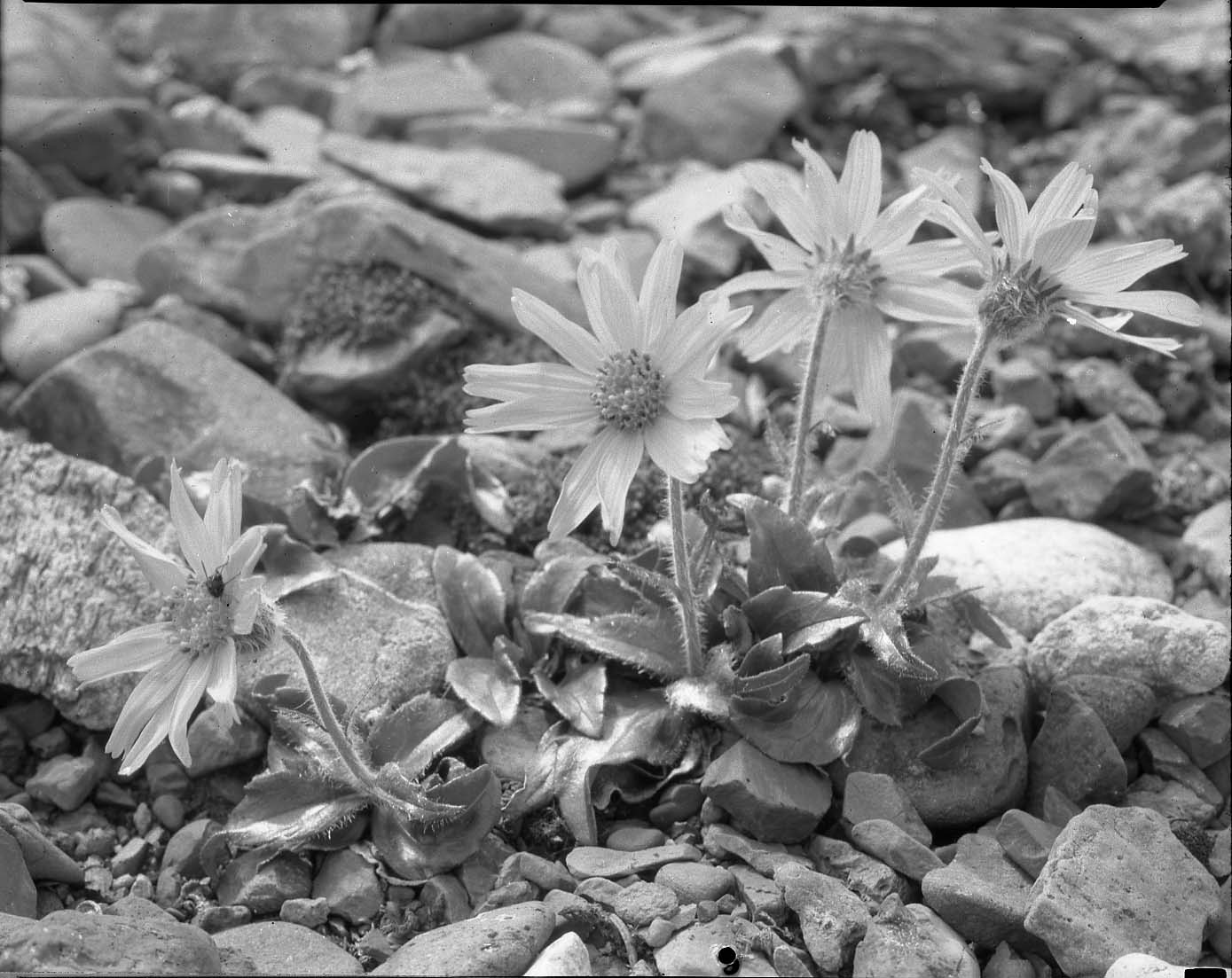 McKinley National Park