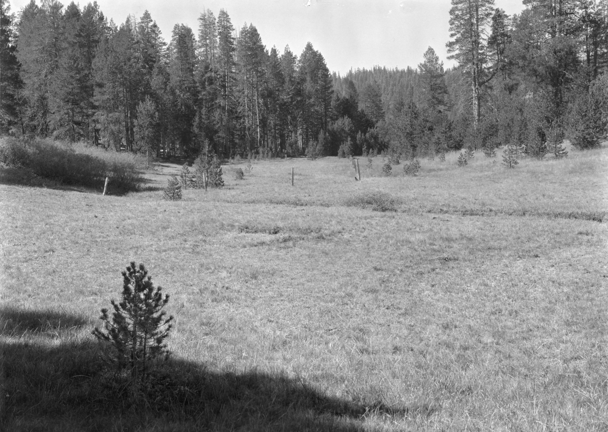 McGurk Meadow looking west from trees on edge of the meadow. Used for comparison with "before grazing" pictures.
