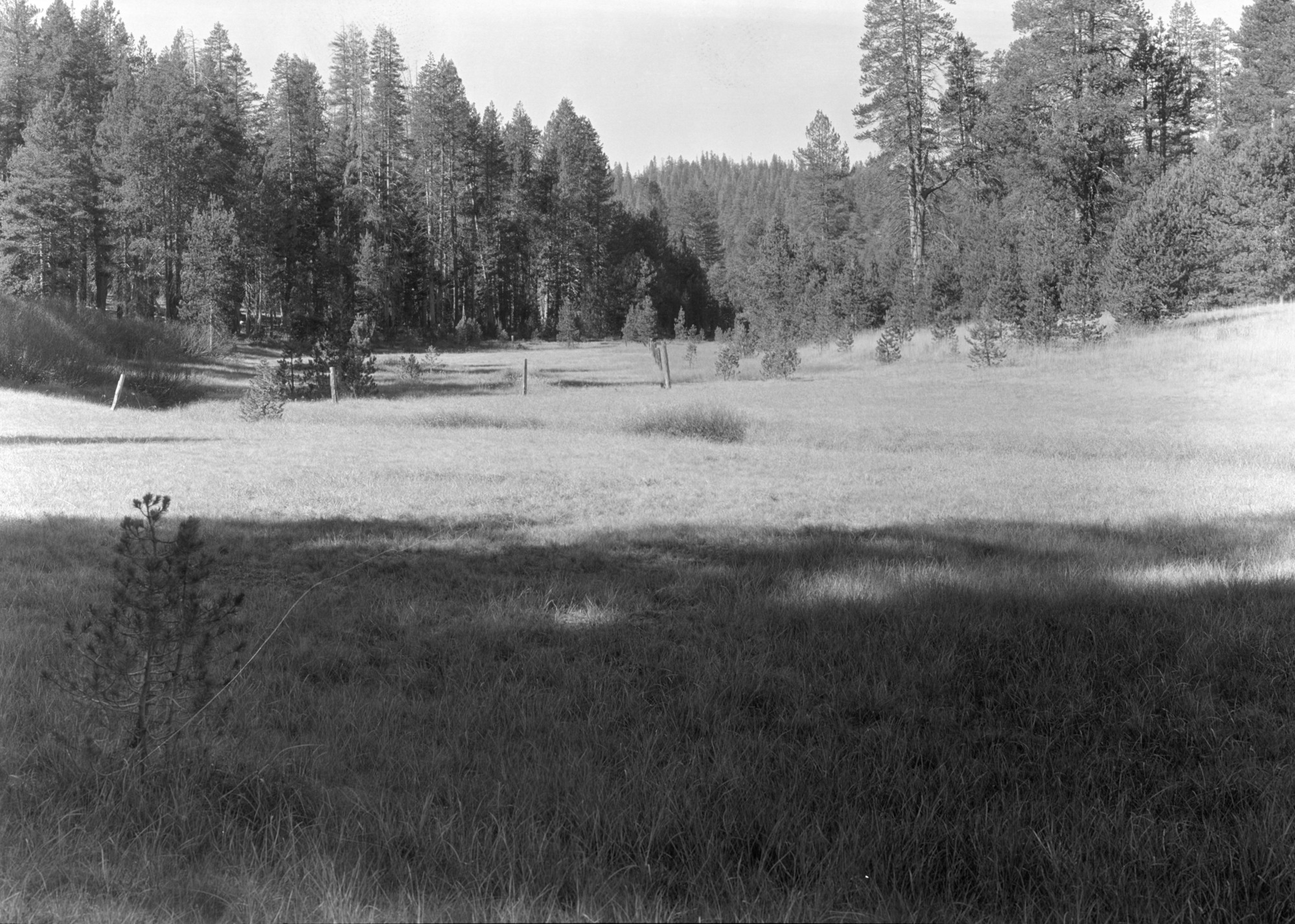McGurk Meadow after one year's rest from grazing.